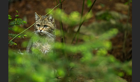 Wildkatze (Felis silvestris)