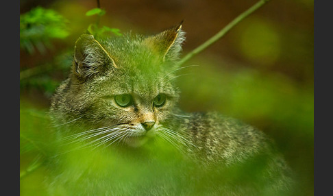 Wildkatze (Felis silvestris)