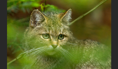 Wildkatze (Felis silvestris)