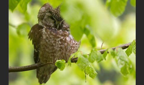 Rauhfußkauz (Aegolius funereus)