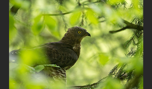 Wespenbussard (Pernis apivorus)