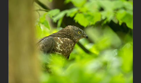 Wespenbussard (Pernis apivorus)