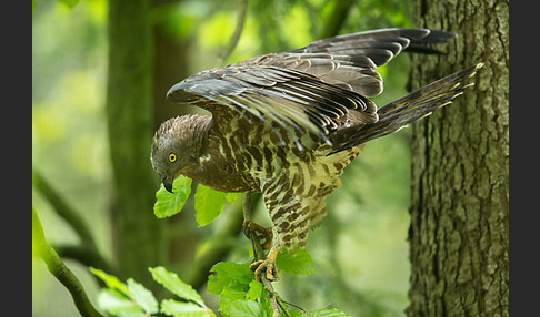 Wespenbussard (Pernis apivorus)