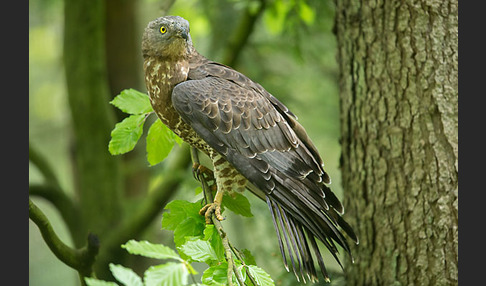 Wespenbussard (Pernis apivorus)