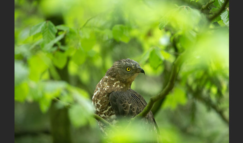 Wespenbussard (Pernis apivorus)