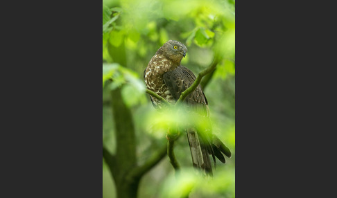 Wespenbussard (Pernis apivorus)