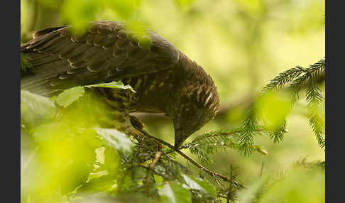 Wespenbussard (Pernis apivorus)