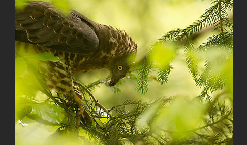 Wespenbussard (Pernis apivorus)