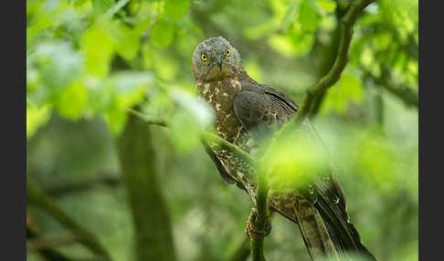 Wespenbussard (Pernis apivorus)