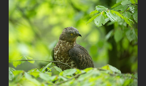 Wespenbussard (Pernis apivorus)