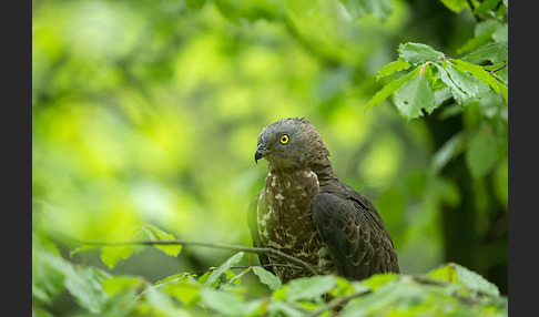 Wespenbussard (Pernis apivorus)