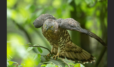 Wespenbussard (Pernis apivorus)