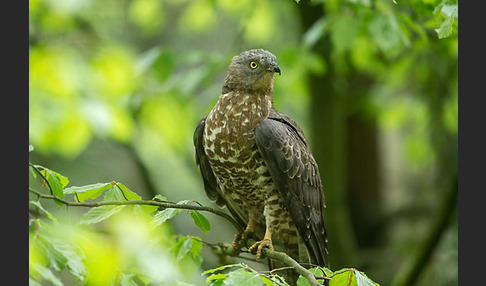 Wespenbussard (Pernis apivorus)