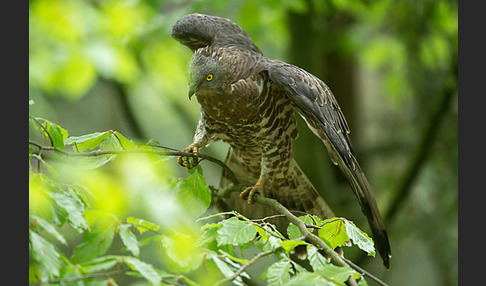 Wespenbussard (Pernis apivorus)