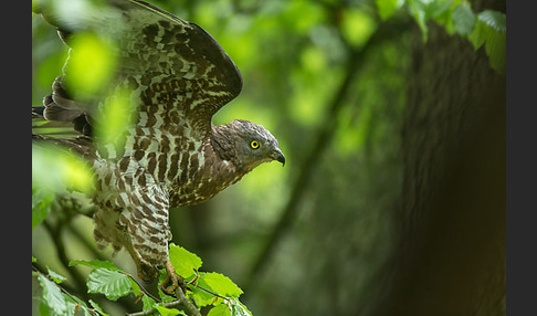 Wespenbussard (Pernis apivorus)