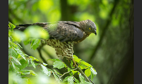 Wespenbussard (Pernis apivorus)