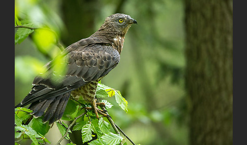 Wespenbussard (Pernis apivorus)