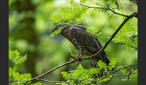 Wespenbussard (Pernis apivorus)