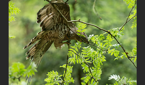 Wespenbussard (Pernis apivorus)