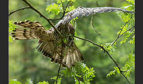 Wespenbussard (Pernis apivorus)