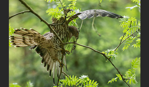 Wespenbussard (Pernis apivorus)