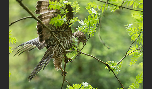 Wespenbussard (Pernis apivorus)