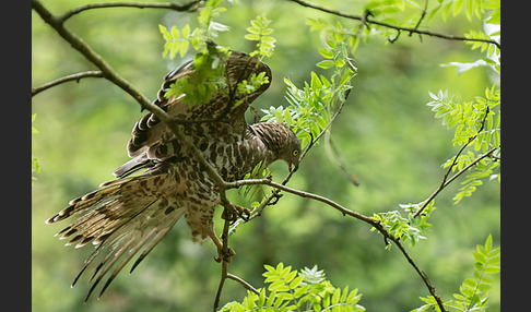 Wespenbussard (Pernis apivorus)