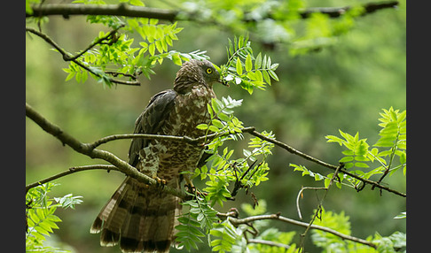 Wespenbussard (Pernis apivorus)