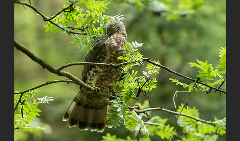 Wespenbussard (Pernis apivorus)