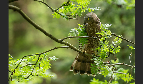 Wespenbussard (Pernis apivorus)