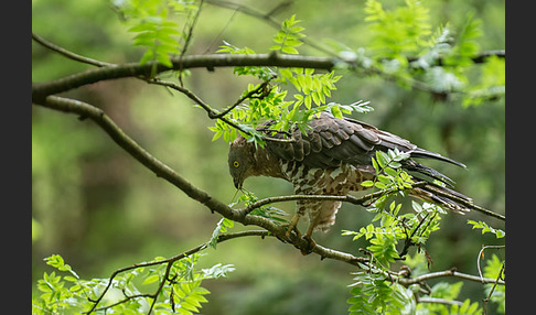 Wespenbussard (Pernis apivorus)