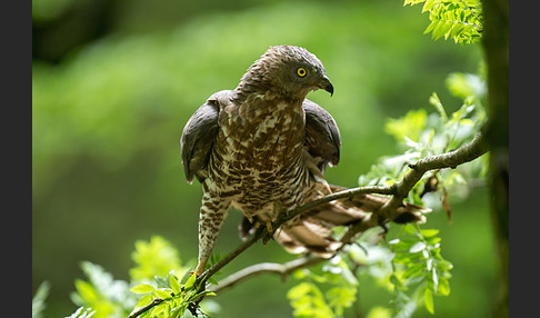 Wespenbussard (Pernis apivorus)