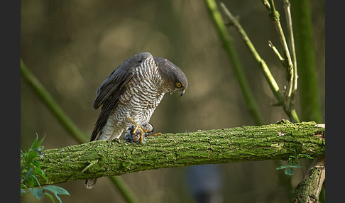 Sperber (Accipiter nisus)