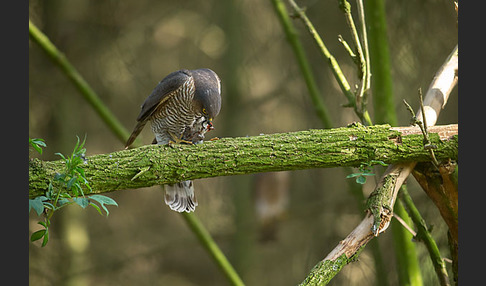 Sperber (Accipiter nisus)