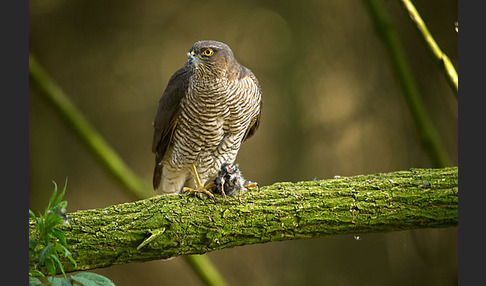 Sperber (Accipiter nisus)