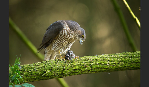 Sperber (Accipiter nisus)