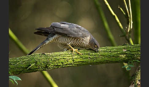 Sperber (Accipiter nisus)