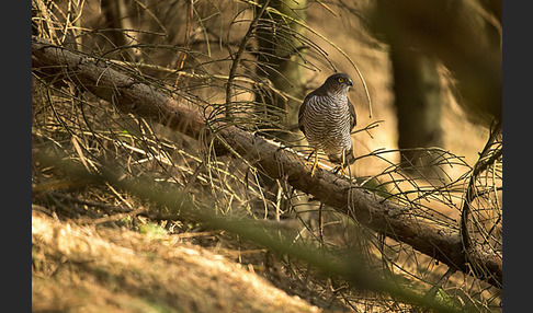 Sperber (Accipiter nisus)