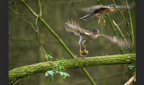 Sperber (Accipiter nisus)