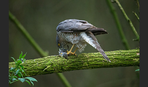 Sperber (Accipiter nisus)