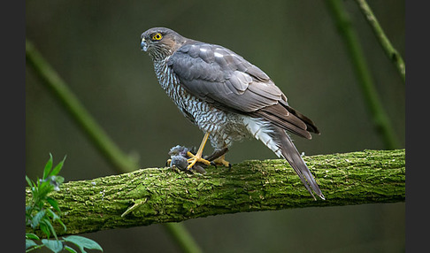 Sperber (Accipiter nisus)