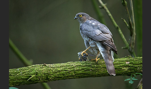 Sperber (Accipiter nisus)