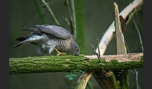 Sperber (Accipiter nisus)