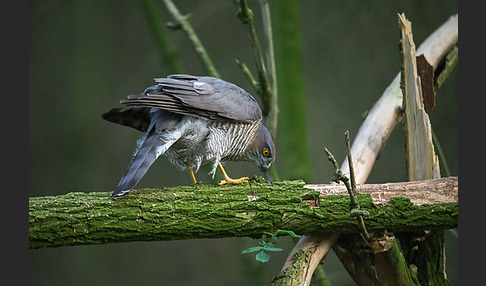 Sperber (Accipiter nisus)