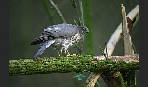 Sperber (Accipiter nisus)