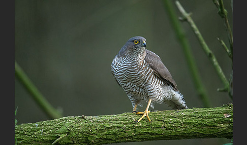 Sperber (Accipiter nisus)