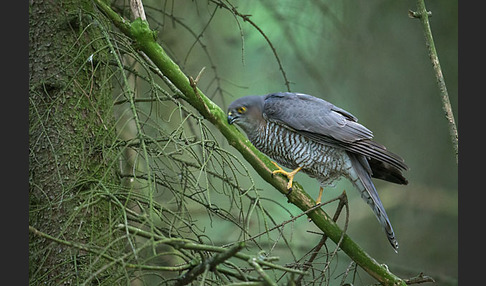 Sperber (Accipiter nisus)