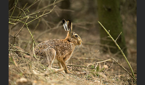 Feldhase (Lepus europaeus)