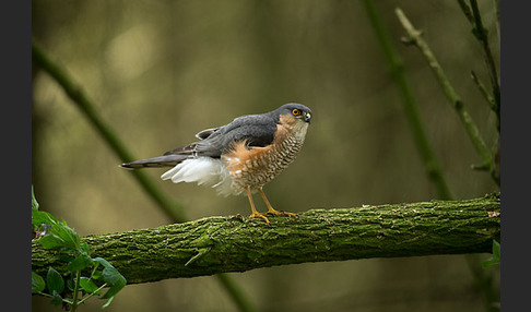 Sperber (Accipiter nisus)