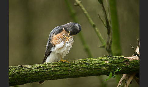 Sperber (Accipiter nisus)